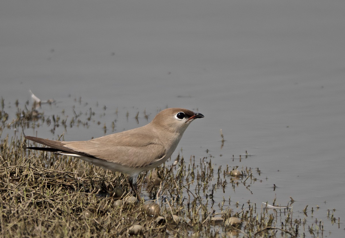 Oriental Pratincole - ML635358729