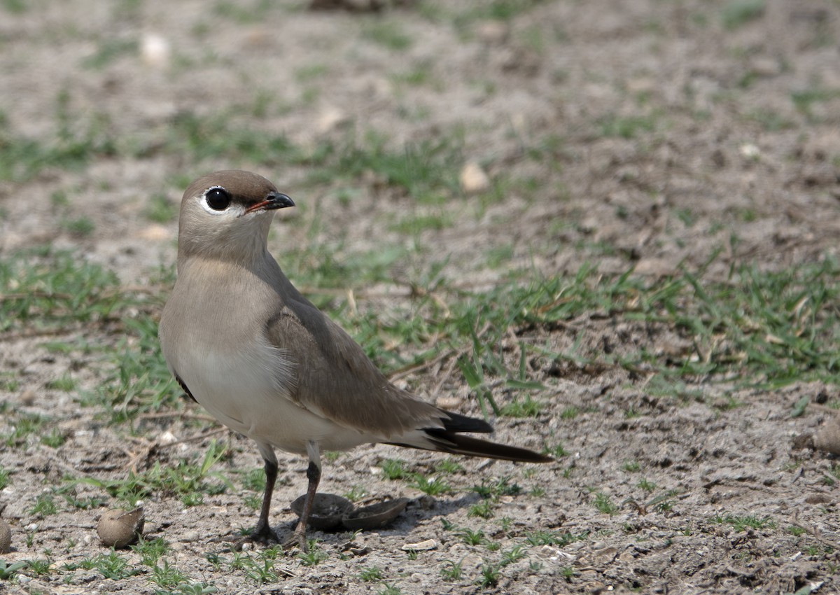 Oriental Pratincole - ML635358730