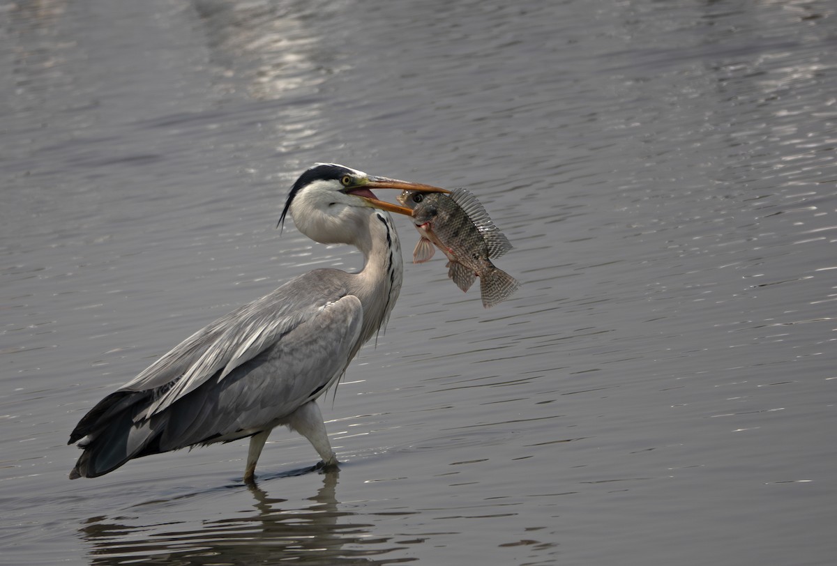 Gray Heron - ML635358733