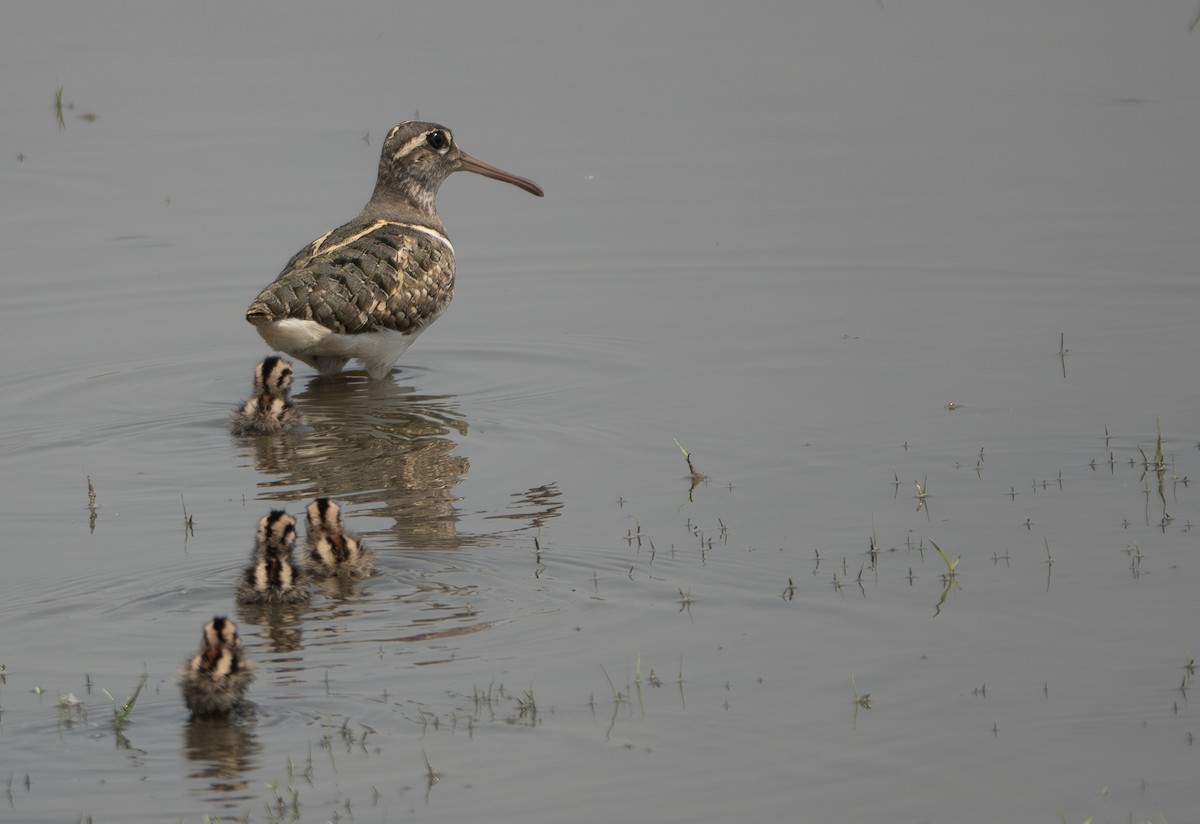Greater Painted-Snipe - ML635358753