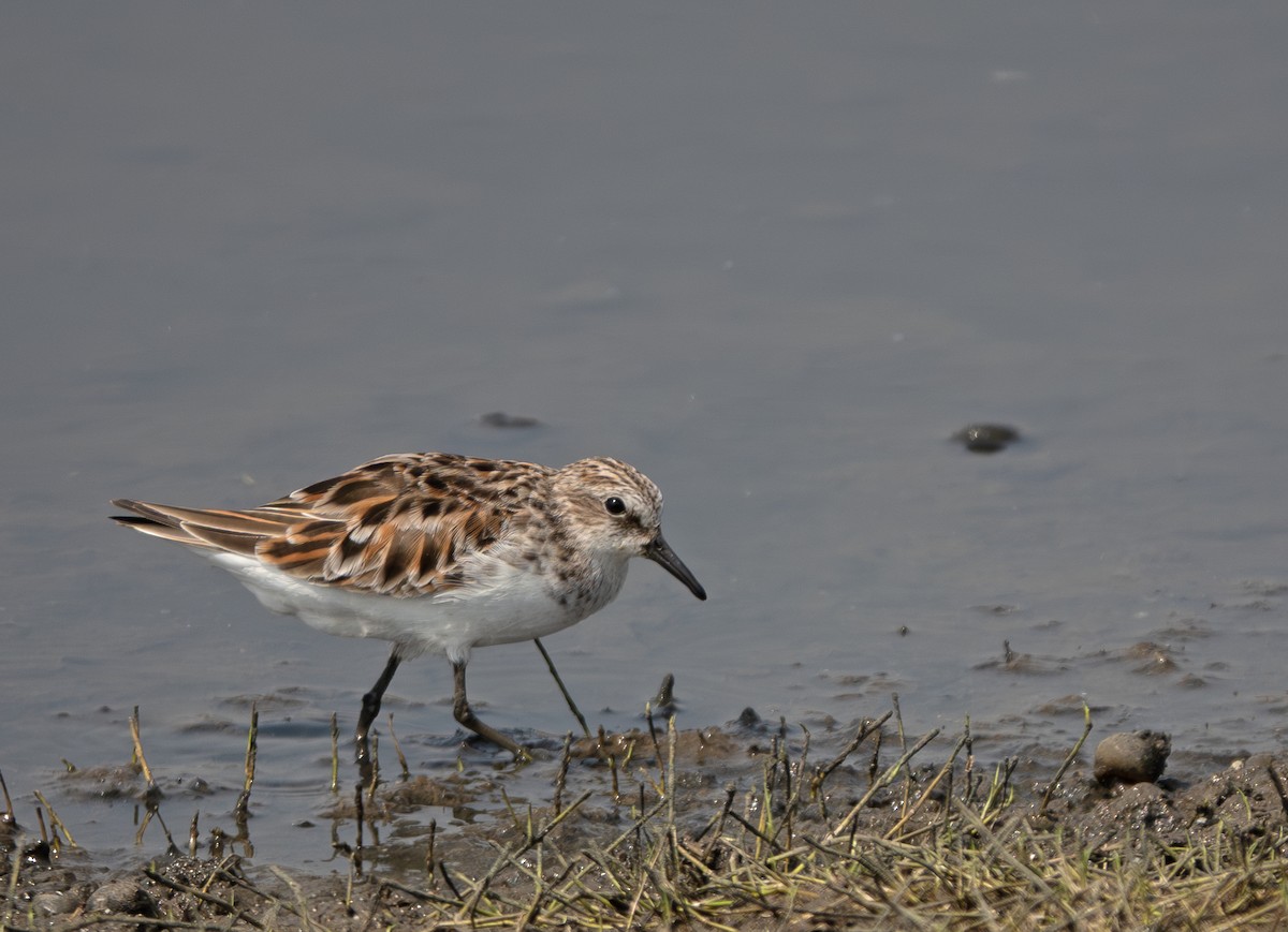Little Stint - ML635358758