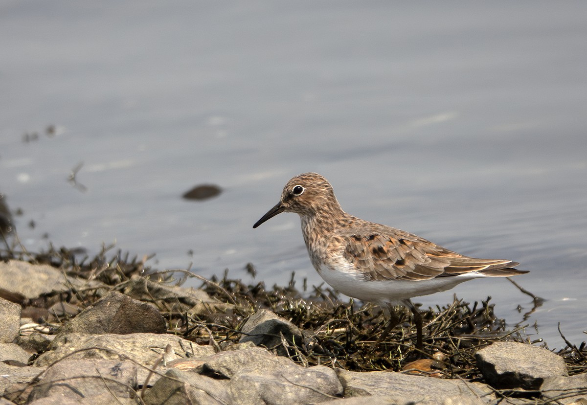 Little Stint - ML635358759