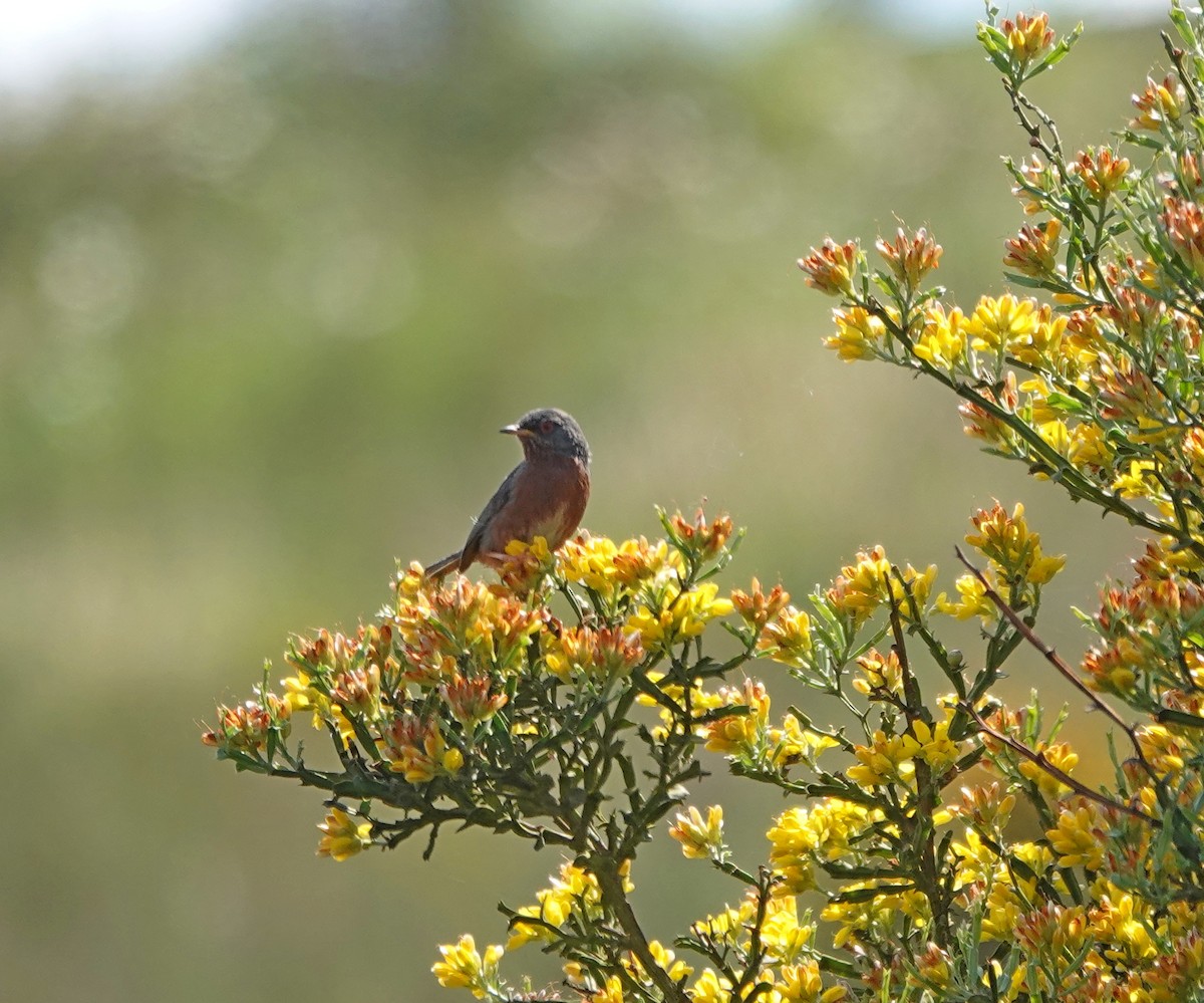 Dartford Warbler - ML635358764