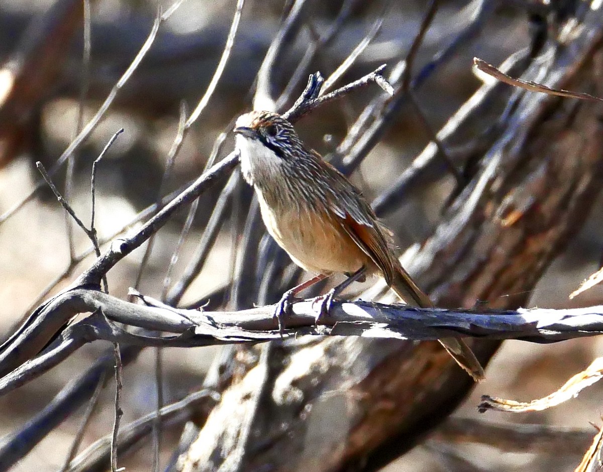 Striated Grasswren - ML635358777