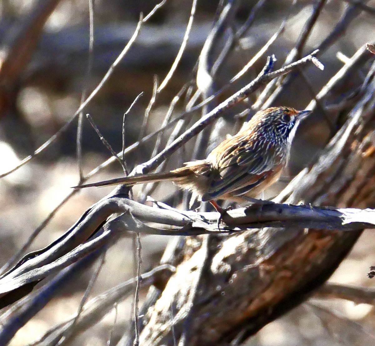 Striated Grasswren - ML635358778