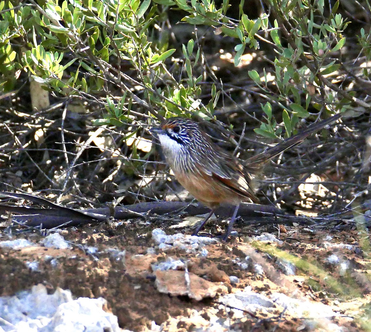 Striated Grasswren - ML635358779