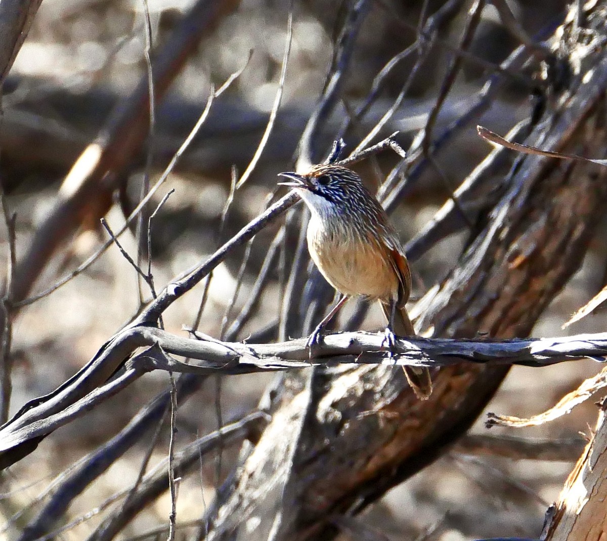 Striated Grasswren - ML635358781