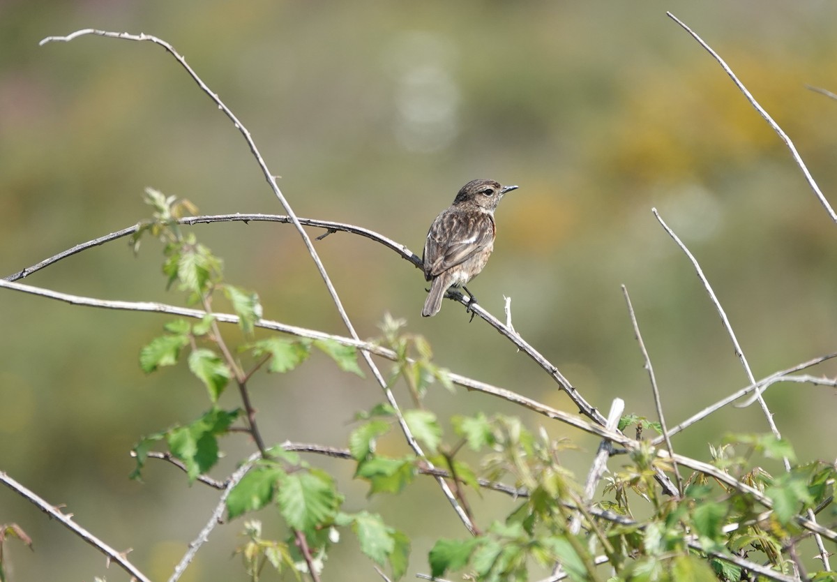 European Stonechat - ML635358837