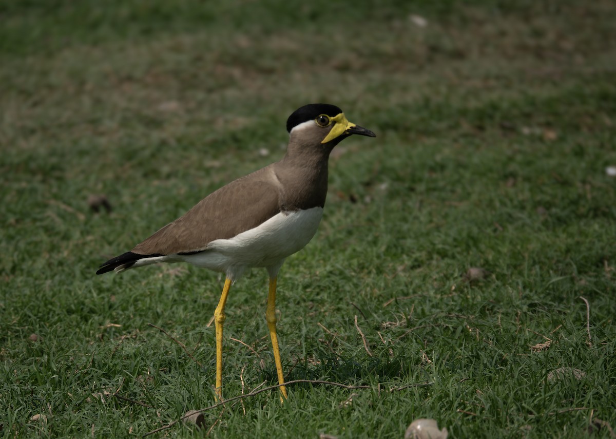 Yellow-wattled Lapwing - ML635358859