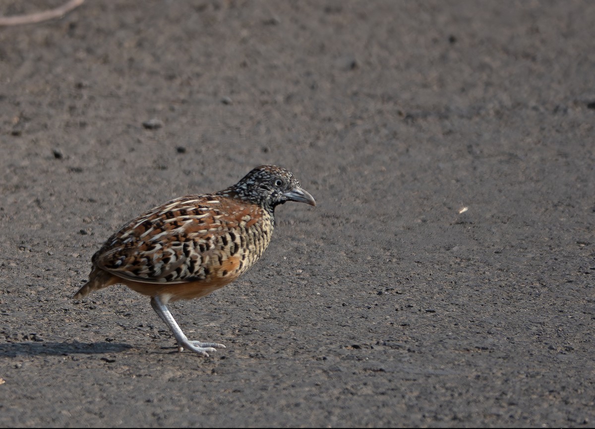 Barred Buttonquail - ML635358875