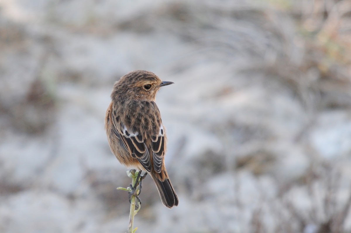 European Stonechat - ML635358954