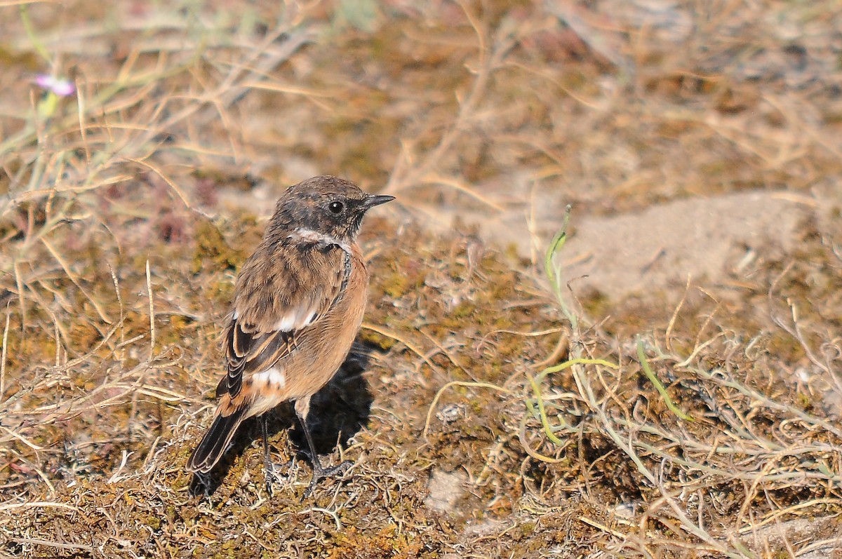 European Stonechat - ML635358955