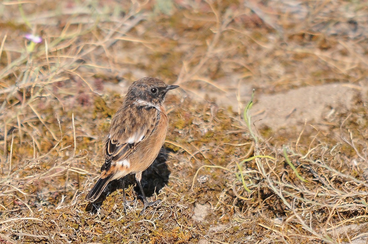 European Stonechat - ML635358956