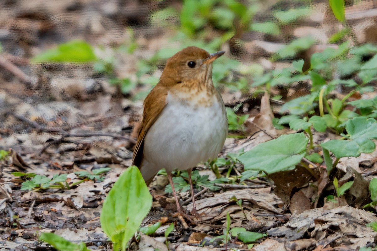 Veery - ML635359009
