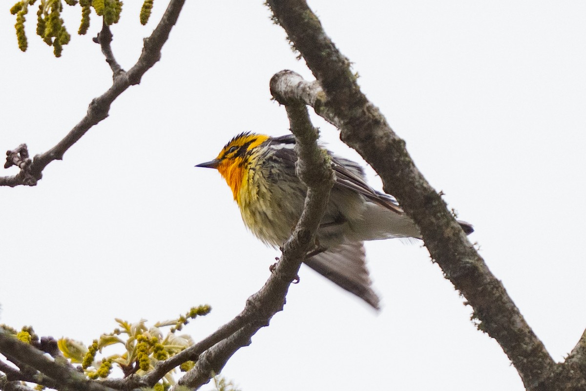 Blackburnian Warbler - ML635359043