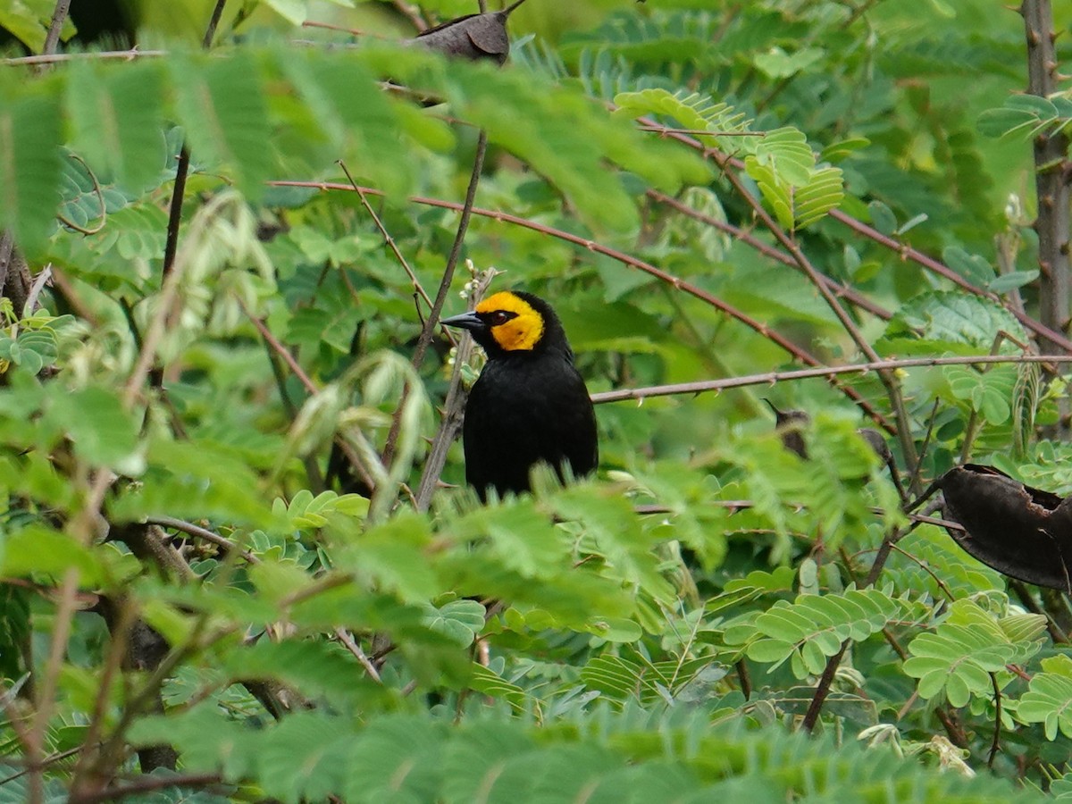 Black-billed Weaver - ML635359078