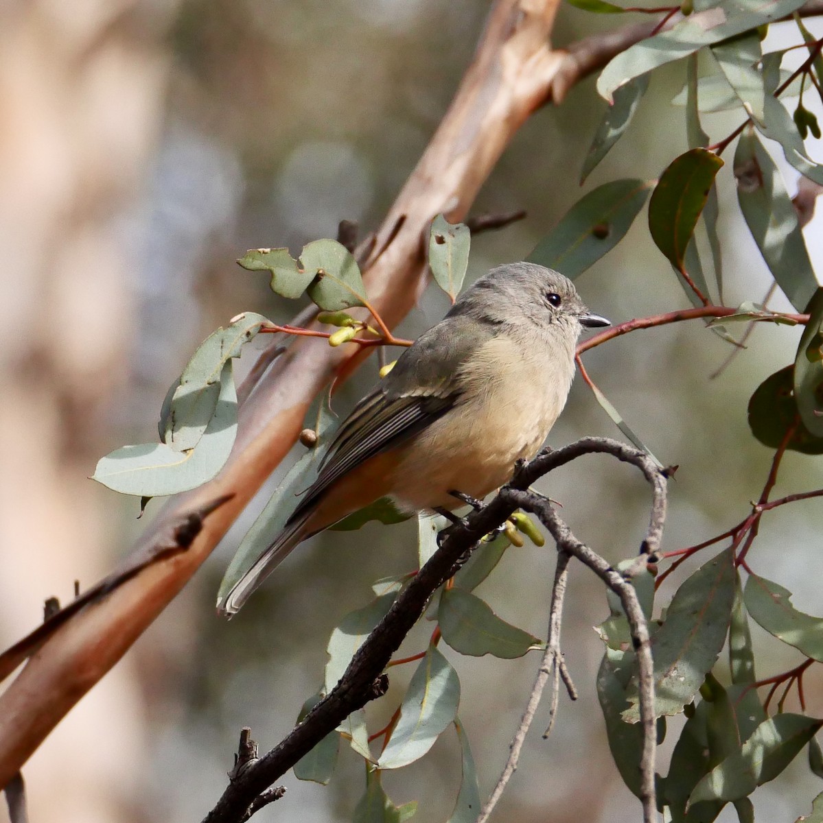 Golden Whistler (Western) - ML635359081