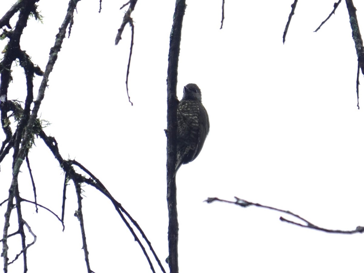 Buff-spotted Woodpecker - ML635359108