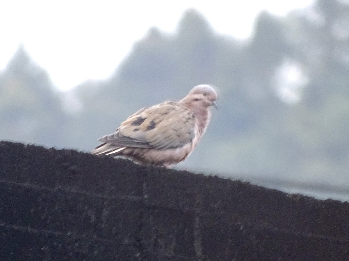 Eared Dove - ML635359125