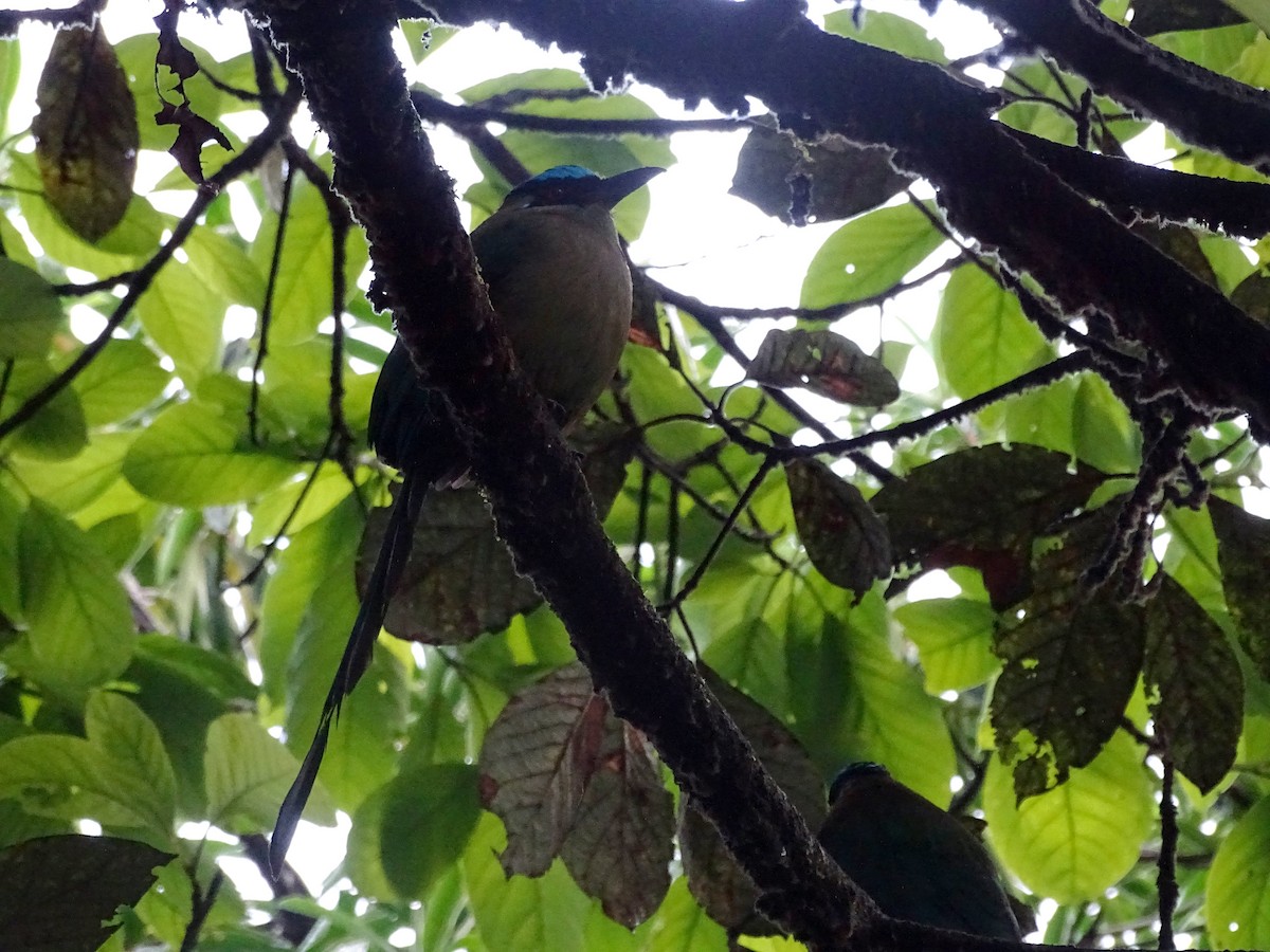 Andean Motmot - ML635359134