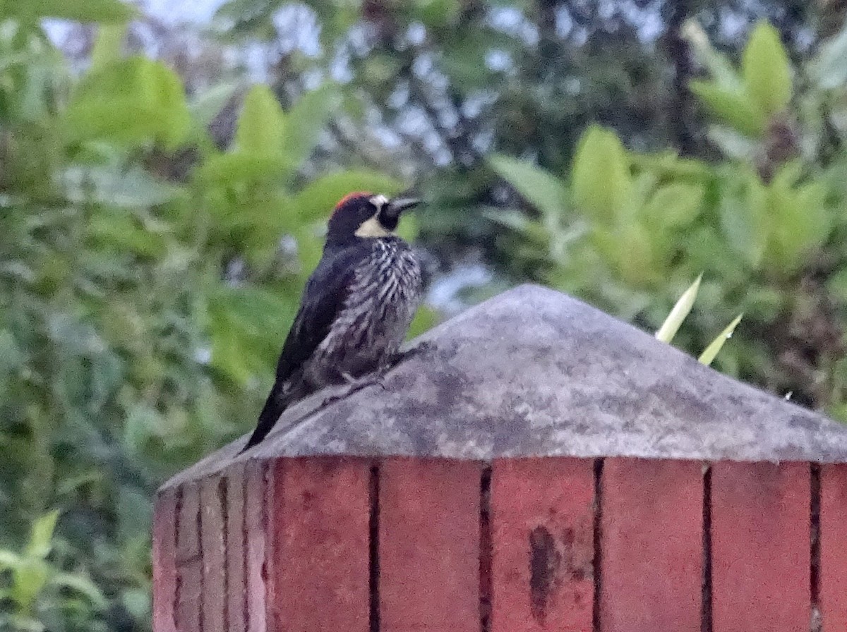 Acorn Woodpecker - ML635359143