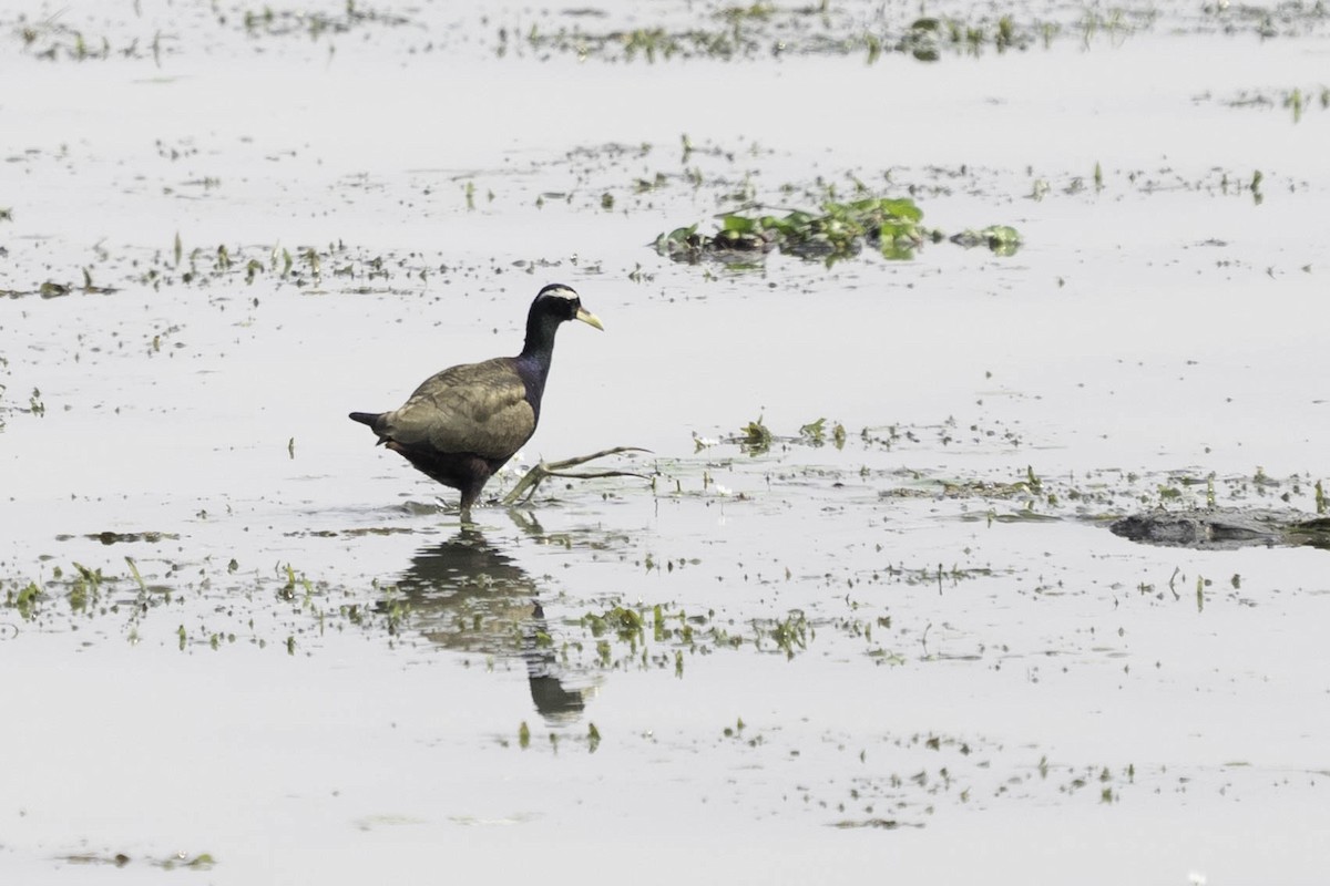 Bronze-winged Jacana - ML635359149