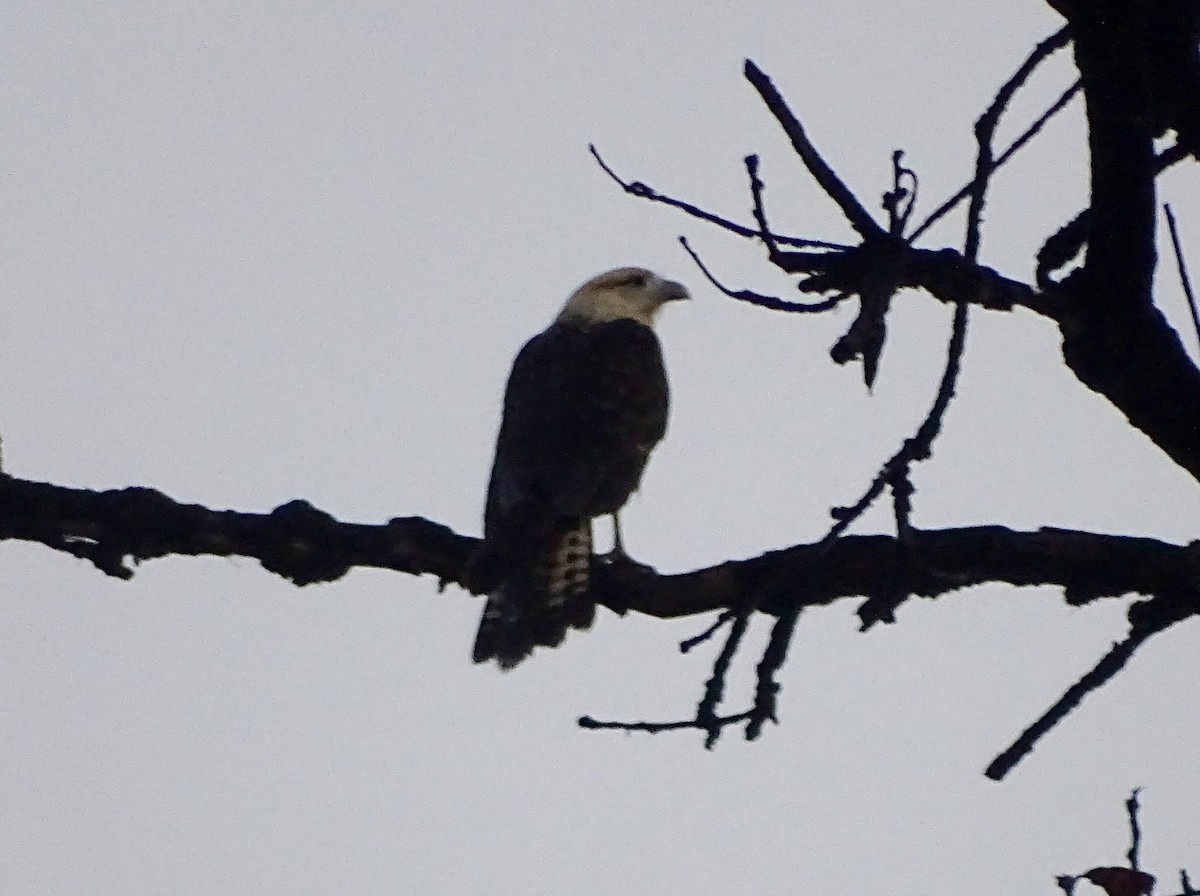 Yellow-headed Caracara - ML635359158