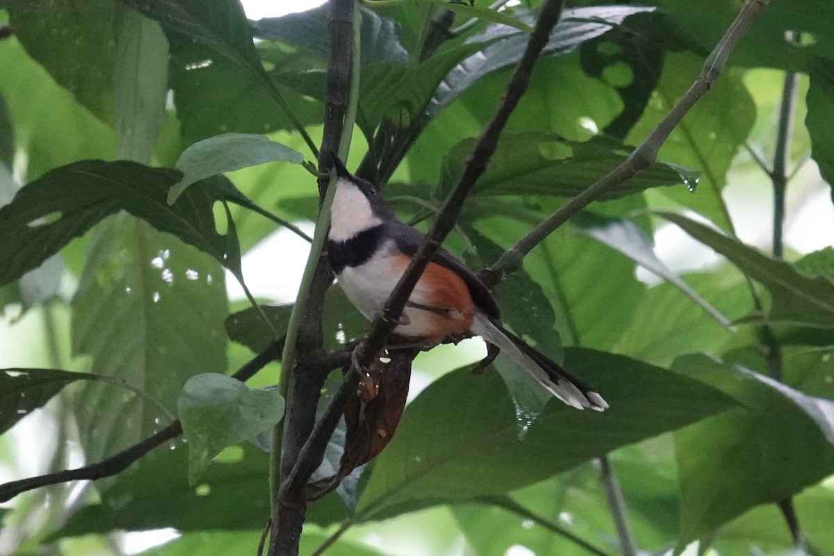 Black-collared Apalis - ML635359159