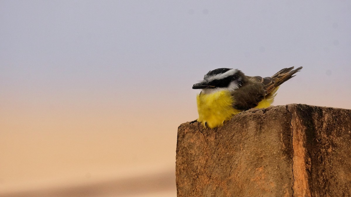 Great Kiskadee - ML635359162
