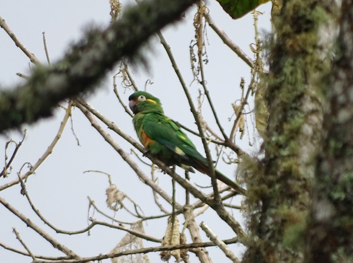 Golden-plumed Parakeet - ML635359172