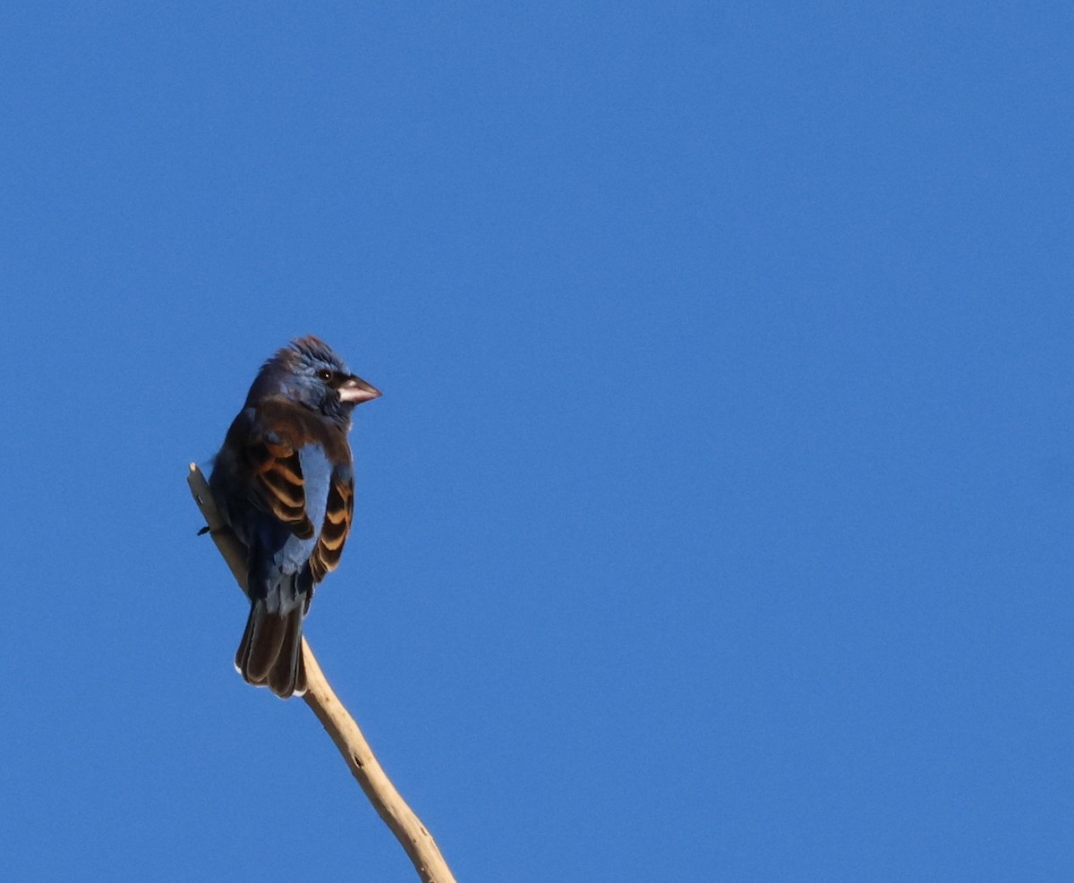 Blue Grosbeak - ML635359178