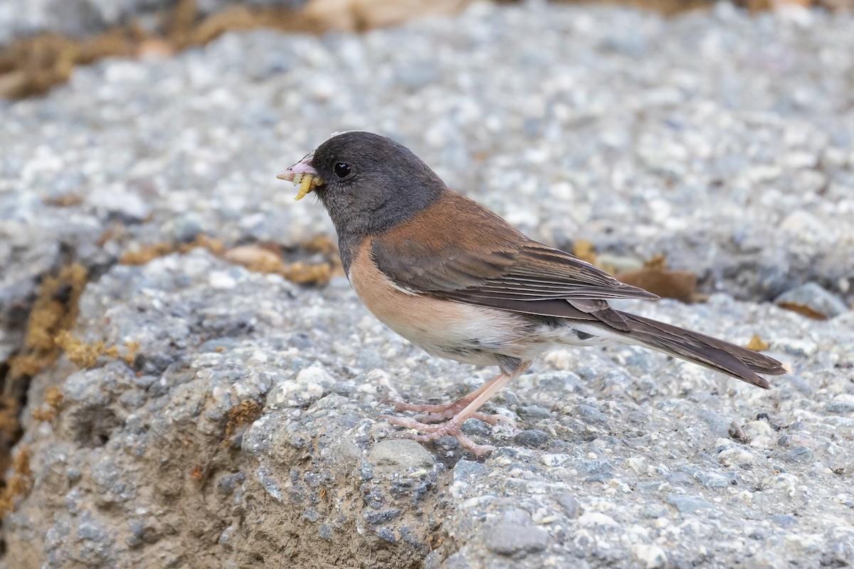 Dark-eyed Junco - ML635359209