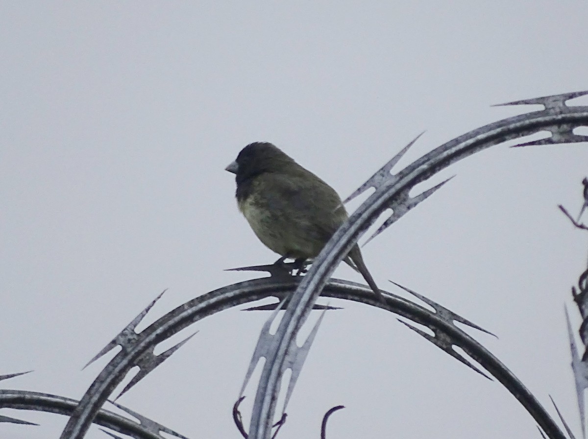 Yellow-bellied Seedeater - ML635359247