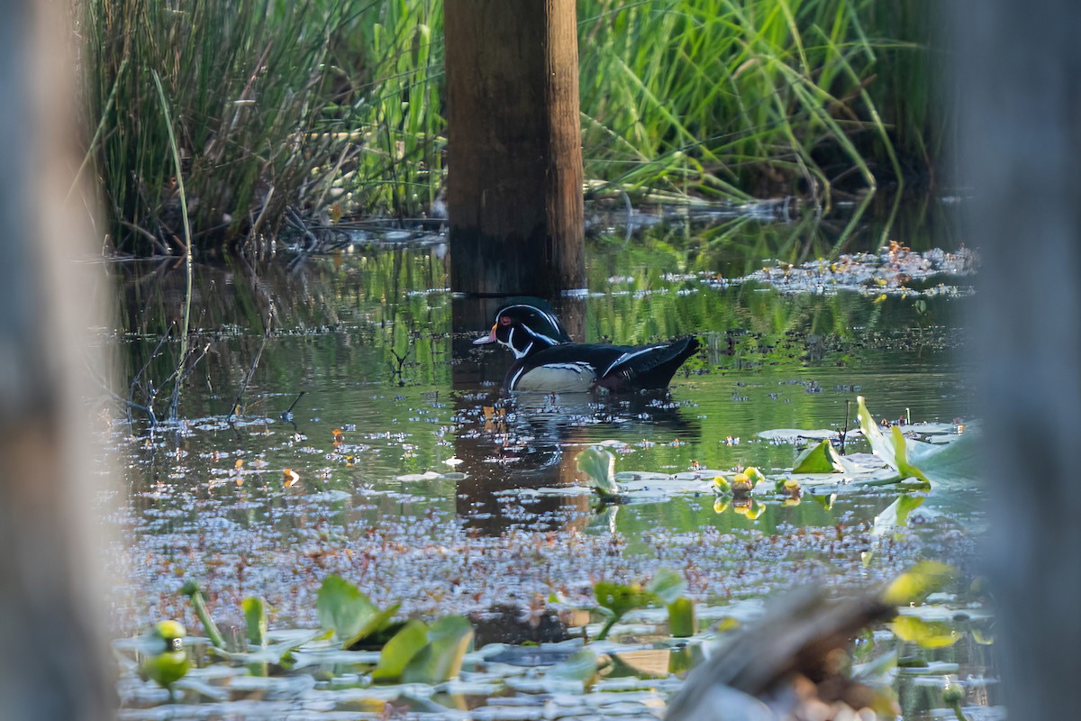 Wood Duck - ML635359262