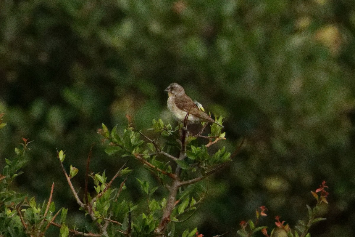 Lemon-breasted Seedeater - ML635359270