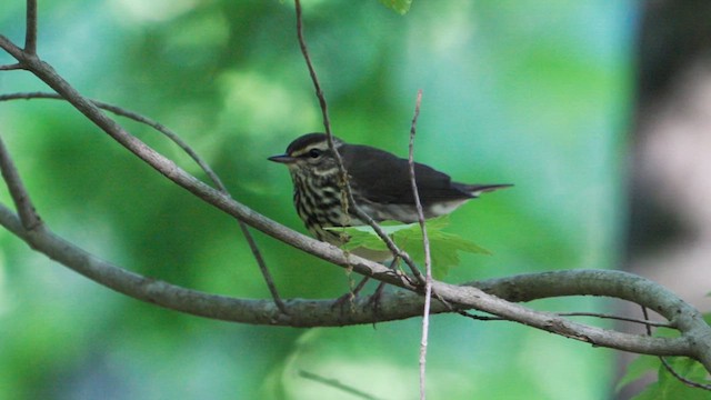 Northern Waterthrush - ML635359272