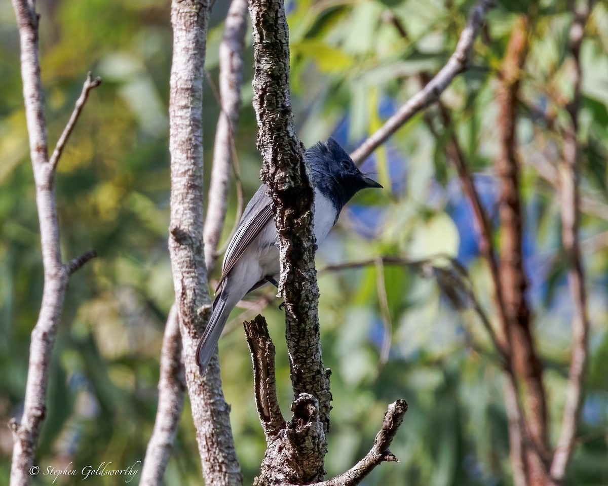 Leaden Flycatcher - ML635359329