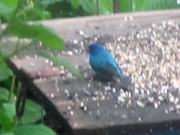Indigo Bunting - ML635359346