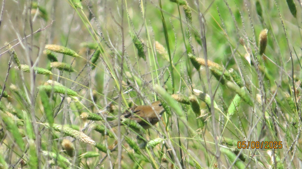 Indigo Bunting - ML635359381