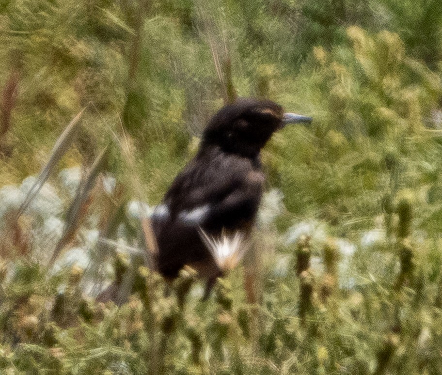 European Stonechat - ML635359385
