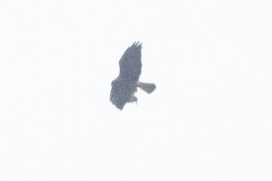 Swainson's Hawk - ML635359400