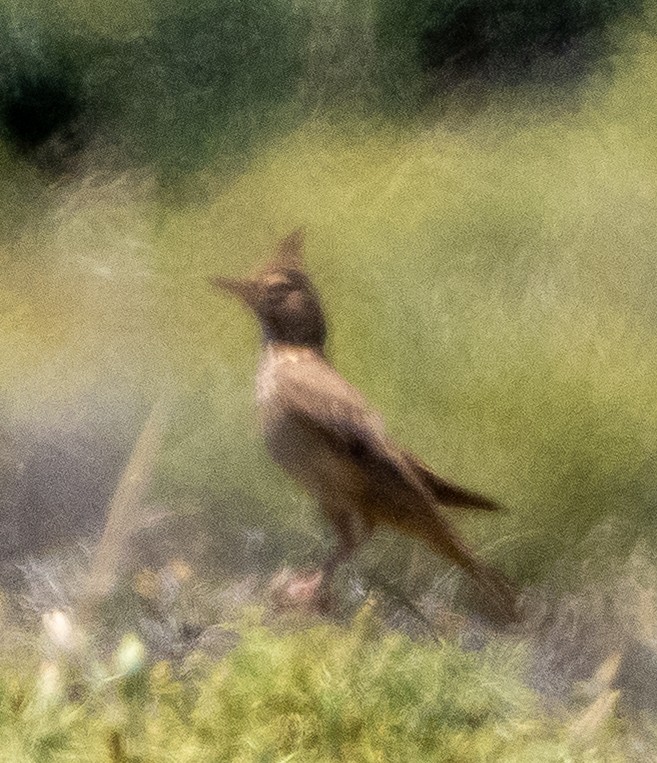Crested Lark - ML635359401