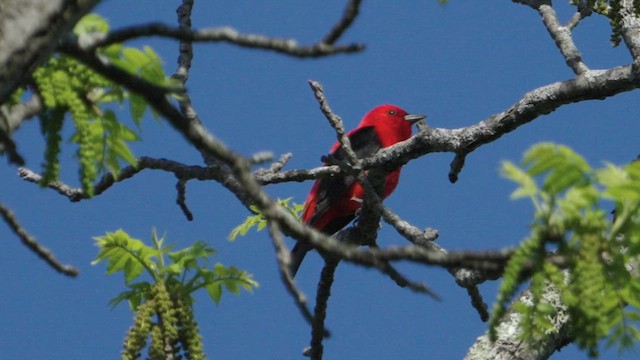 Scarlet Tanager - ML635359418