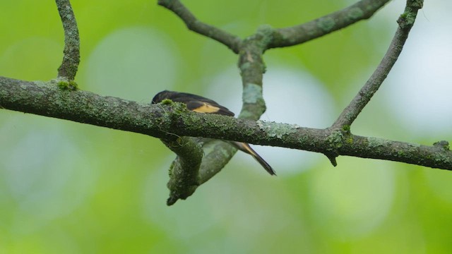 American Redstart - ML635359422