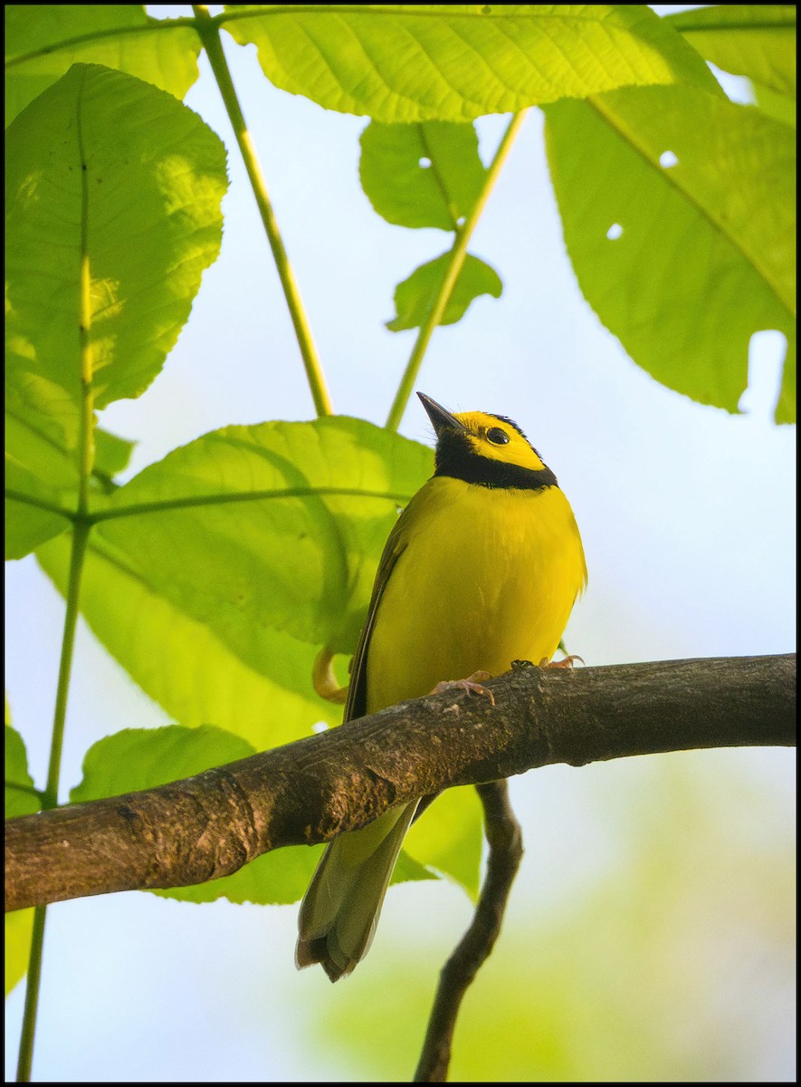 Hooded Warbler - ML635359427