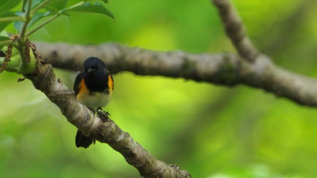 American Redstart - ML635359440