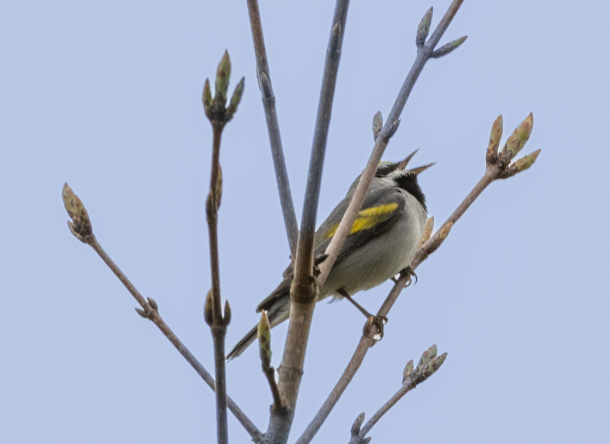 Golden-winged Warbler - ML635359456