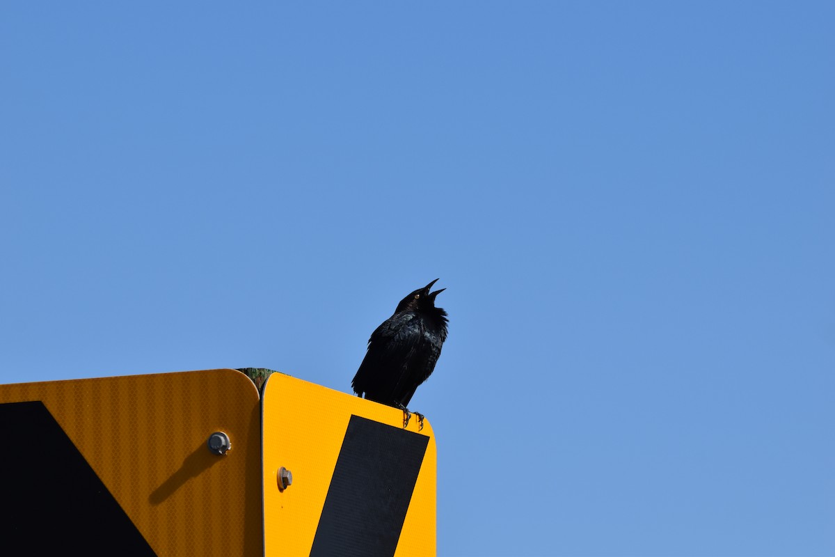 Brewer's Blackbird - ML635359480