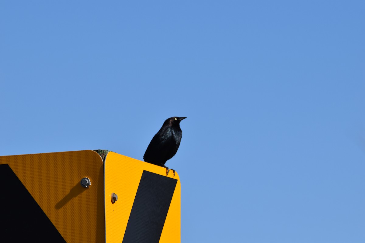 Brewer's Blackbird - ML635359481