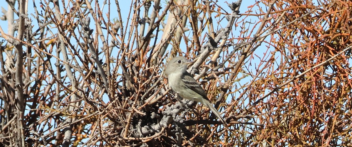 Gray Flycatcher - ML635359492
